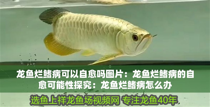 龍魚爛鰭病可以自愈嗎圖片：龍魚爛鰭病的自愈可能性探究：龍魚爛鰭病怎么辦