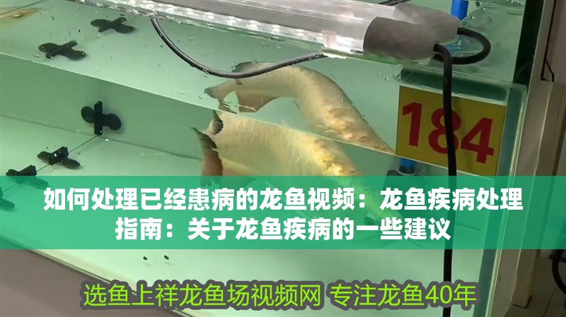 如何處理已經患病的龍魚視頻：龍魚疾病處理指南：關于龍魚疾病的一些建議