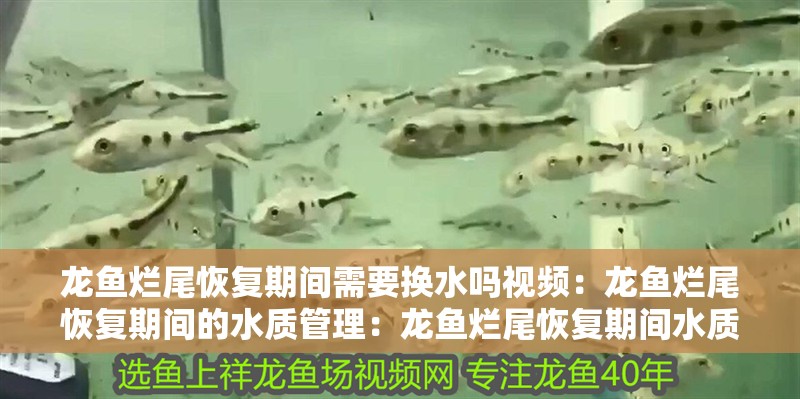 龍魚爛尾恢復期間需要換水嗎視頻：龍魚爛尾恢復期間的水質管理：龍魚爛尾恢復期間水質管理