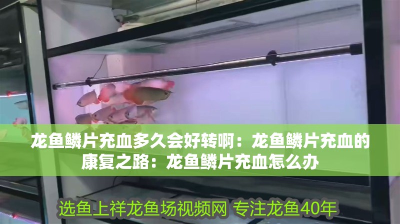 龍魚鱗片充血多久會好轉啊：龍魚鱗片充血的康復之路：龍魚鱗片充血怎么辦