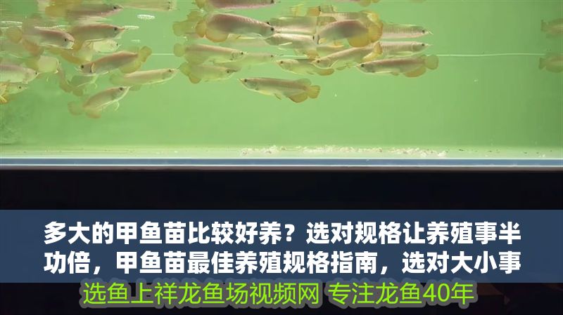多大的甲魚苗比較好養？選對規格讓養殖事半功倍，甲魚苗最佳養殖規格指南，選對大小事半功倍