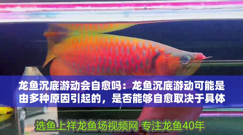 龍魚沉底游動會自愈嗎：龍魚沉底游動可能是由多種原因引起的，是否能夠自愈取決于具體原因