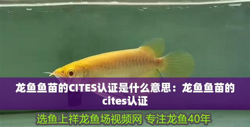 龍魚魚苗的CITES認證是什么意思：龍魚魚苗的cites認證