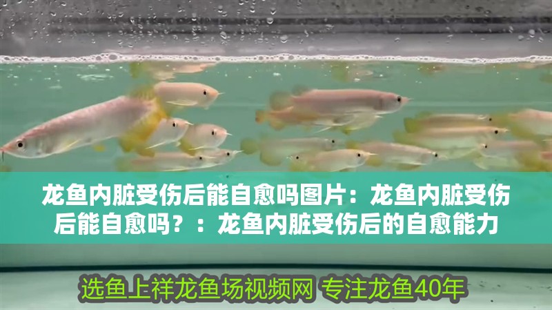龍魚內臟受傷后能自愈嗎圖片：龍魚內臟受傷后能自愈嗎？：龍魚內臟受傷后的自愈能力