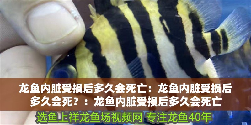 龍魚內臟受損后多久會死亡：龍魚內臟受損后多久會死？：龍魚內臟受損后多久會死亡