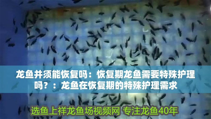 龍魚并須能恢復嗎：恢復期龍魚需要特殊護理嗎？：龍魚在恢復期的特殊護理需求