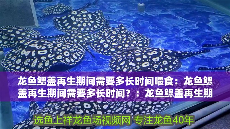 龍魚鰓蓋再生期間需要多長時間喂食：龍魚鰓蓋再生期間需要多長時間？：龍魚鰓蓋再生期間的喂食時間