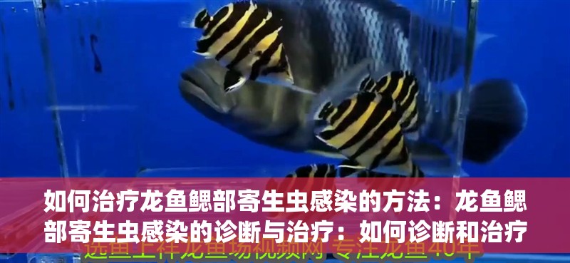 如何治療龍魚鰓部寄生蟲感染的方法：龍魚鰓部寄生蟲感染的診斷與治療：如何診斷和治療龍魚的鰓部寄生蟲 如何治療龍魚鰓部寄生蟲感染的方法：龍魚鰓部寄生蟲感染的診斷與治療：如何診斷和治療龍魚的鰓部寄生蟲 水族問答