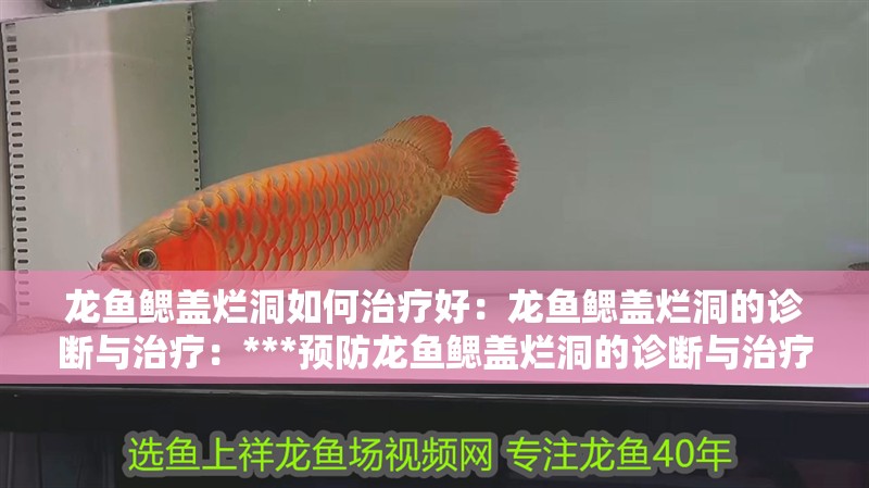 龍魚鰓蓋爛洞如何治療好：龍魚鰓蓋爛洞的診斷與治療：***預(yù)防龍魚鰓蓋爛洞的診斷與治療