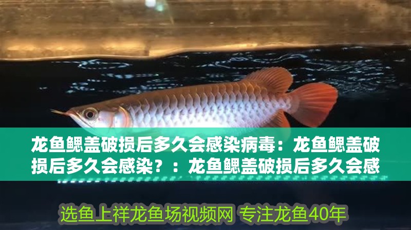 龍魚鰓蓋破損后多久會感染病毒：龍魚鰓蓋破損后多久會感染？：龍魚鰓蓋破損后多久會感染病毒