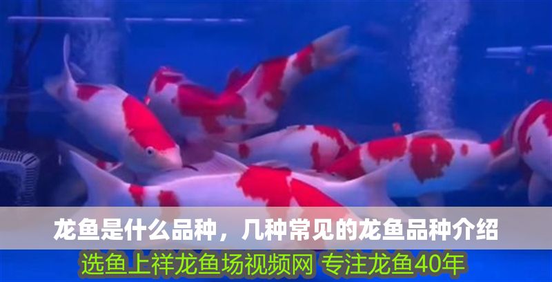龍魚是什么品種，幾種常見的龍魚品種介紹