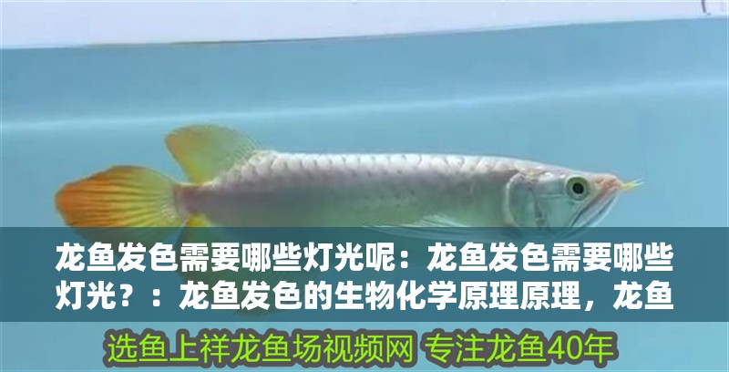 龍魚發色需要哪些燈光呢：龍魚發色需要哪些燈光？：龍魚發色的生物化學原理原理，龍魚發色需要調整光照