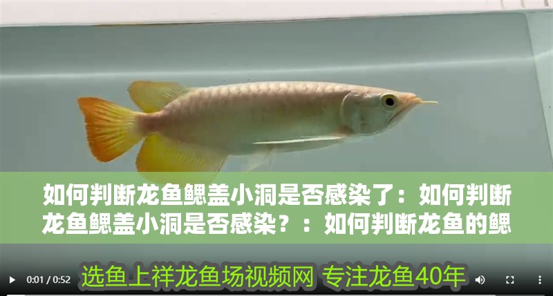 如何判斷龍魚鰓蓋小洞是否感染了：如何判斷龍魚鰓蓋小洞是否感染？：如何判斷龍魚的鰓蓋小洞是否感染