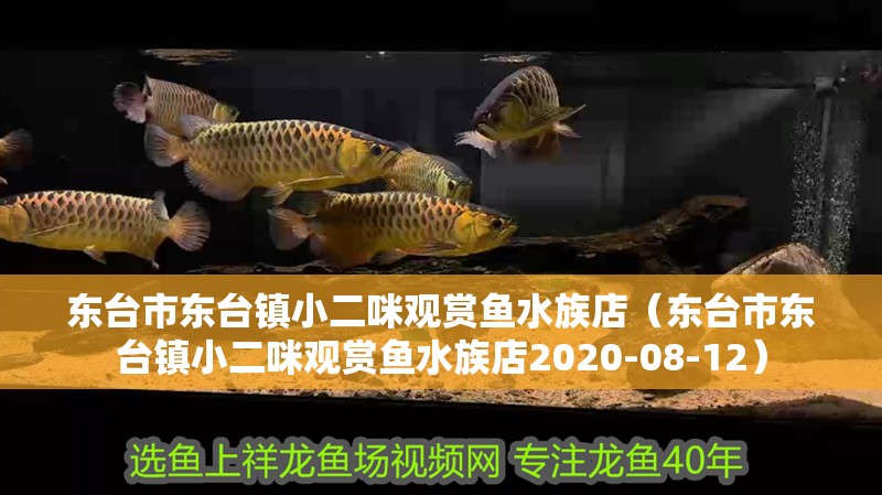東臺市東臺鎮小二咪觀賞魚水族店（東臺市東臺鎮小二咪觀賞魚水族店2020-08-12）