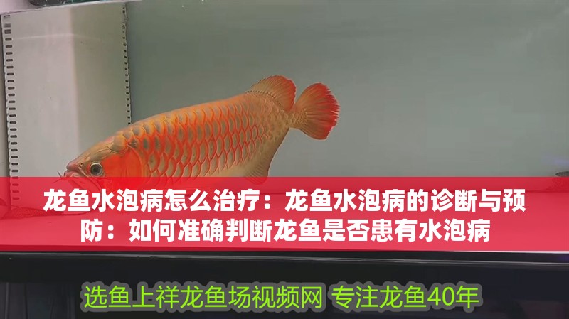 龍魚水泡病怎么治療：龍魚水泡病的診斷與預(yù)防：如何準(zhǔn)確判斷龍魚是否患有水泡病 龍魚水泡病怎么治療：龍魚水泡病的診斷與預(yù)防：如何準(zhǔn)確判斷龍魚是否患有水泡病 水族問答