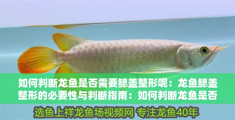 如何判斷龍魚是否需要鰓蓋整形呢：龍魚鰓蓋整形的必要性與判斷指南：如何判斷龍魚是否需要鰓蓋整形