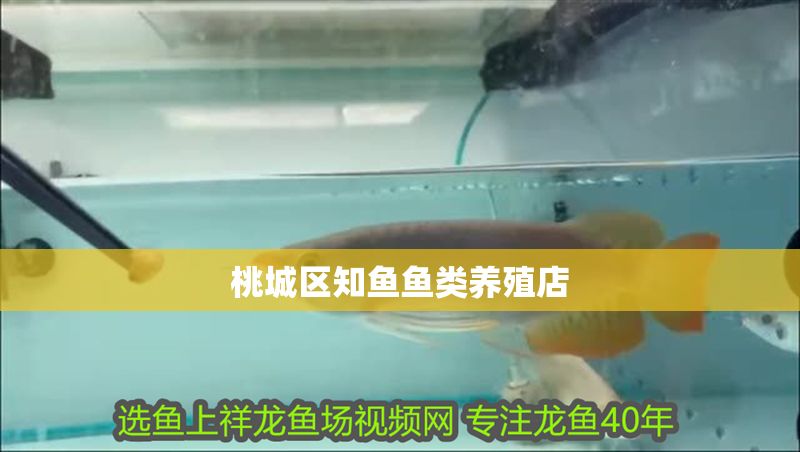 桃城區知魚魚類養殖店 桃城區知魚魚類養殖店 全國水族館企業名錄 第1張