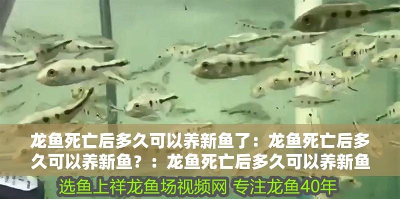 龍魚死亡后多久可以養(yǎng)新魚了：龍魚死亡后多久可以養(yǎng)新魚？：龍魚死亡后多久可以養(yǎng)新魚
