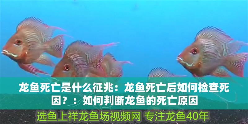 鸚鵡魚(yú)和銀龍魚(yú)混養(yǎng)怎樣喂食 龍魚(yú)死亡是什么征兆:龍魚(yú)死亡后如何檢查死因?:如何判斷龍魚(yú)的死亡原因 水族問(wèn)答 龍魚(yú)死亡是什么征兆:龍魚(yú)死亡后如何檢查死因?:如何判斷龍魚(yú)的死亡原因 龍魚(yú)死亡是什么征兆:龍魚(yú)死亡后如何檢查死因?:如何判斷龍魚(yú)的死亡原因 水族問(wèn)答