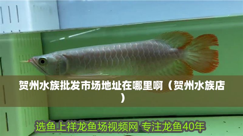 賀州水族批發(fā)市場地址在哪里啊（賀州水族店）