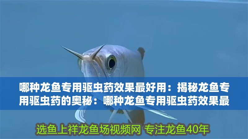 哪種龍魚專用驅蟲藥效果最好用：揭秘龍魚專用驅蟲藥的奧秘：哪種龍魚專用驅蟲藥效果最好