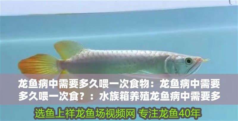 龍魚病中需要多久喂一次食物：龍魚病中需要多久喂一次食？：水族箱養殖龍魚病中需要多久喂一次食以及如何根據病情調整喂食策略