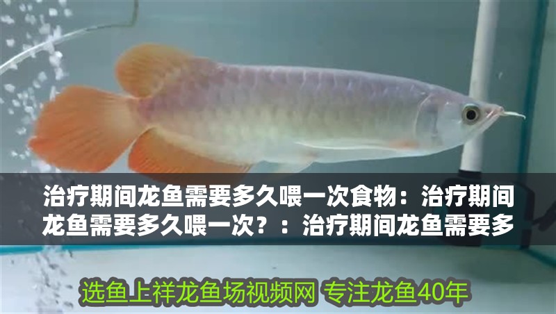 治療期間龍魚需要多久喂一次食物：治療期間龍魚需要多久喂一次？：治療期間龍魚需要多久喂一次