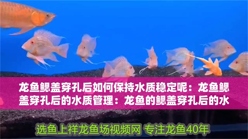 龍魚鰓蓋穿孔后如何保持水質(zhì)穩(wěn)定呢：龍魚鰓蓋穿孔后的水質(zhì)管理：龍魚的鰓蓋穿孔后的水質(zhì)管理