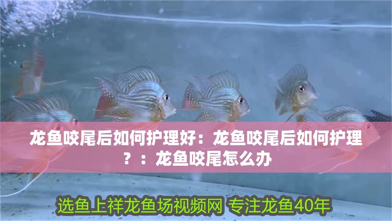 龍魚咬尾后如何護理好：龍魚咬尾后如何護理？：龍魚咬尾怎么辦