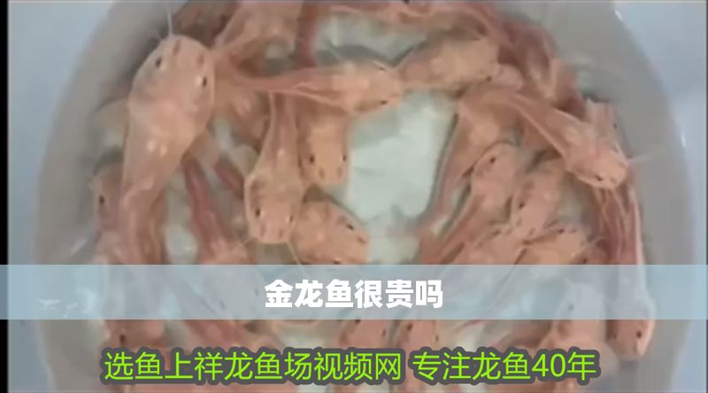 金龍魚很貴嗎 金龍魚很貴嗎 龍魚百科 第2張