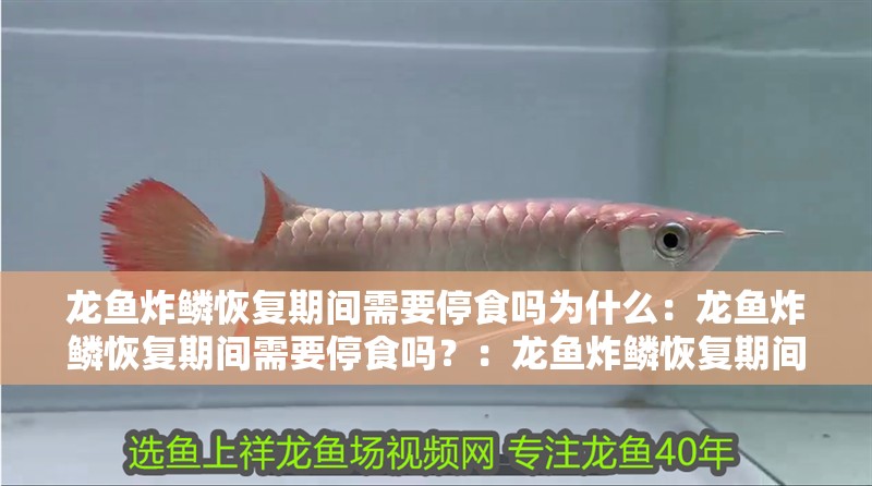 龍魚炸鱗恢復期間需要停食嗎為什么：龍魚炸鱗恢復期間需要停食嗎？：龍魚炸鱗恢復期間是否需要停食
