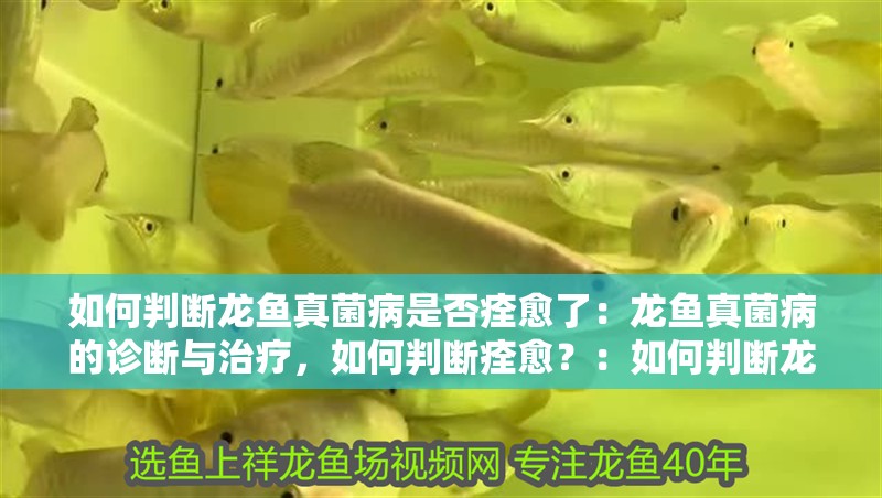 如何判斷龍魚真菌病是否痊愈了：龍魚真菌病的診斷與治療，如何判斷痊愈？：如何判斷龍魚真菌病是否痊愈
