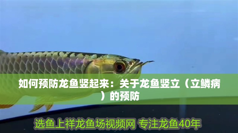 如何預防龍魚豎起來：關于龍魚豎立（立鱗病）的預防