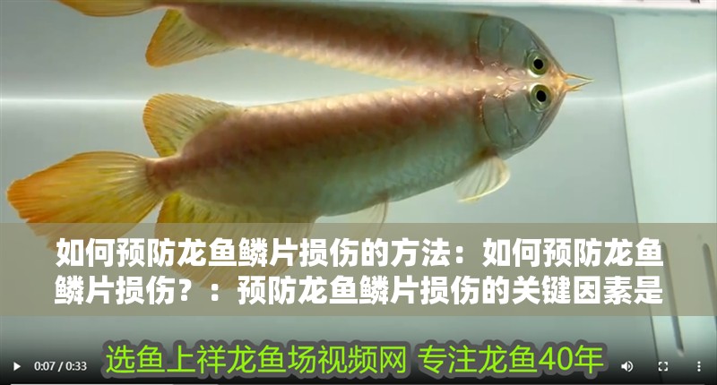 如何預(yù)防龍魚鱗片損傷的方法：如何預(yù)防龍魚鱗片損傷？：預(yù)防龍魚鱗片損傷的關(guān)鍵因素是預(yù)防鱗片損傷的關(guān)鍵因素