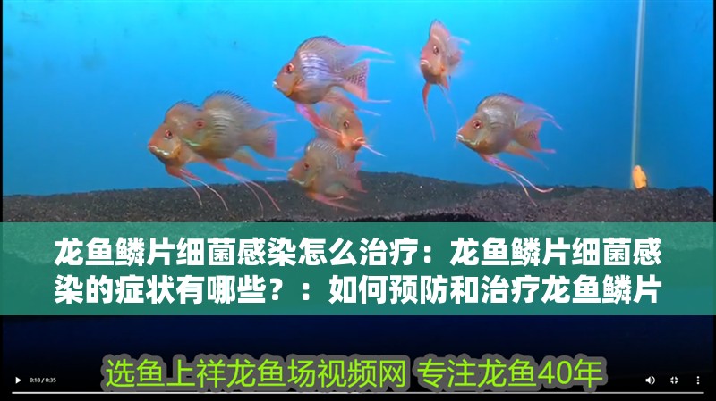 龍魚鱗片細(xì)菌感染怎么治療：龍魚鱗片細(xì)菌感染的癥狀有哪些？：如何預(yù)防和治療龍魚鱗片細(xì)菌感染