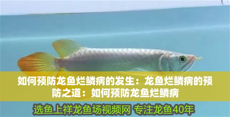 如何預(yù)防龍魚爛鱗病的發(fā)生：龍魚爛鱗病的預(yù)防之道：如何預(yù)防龍魚爛鱗病