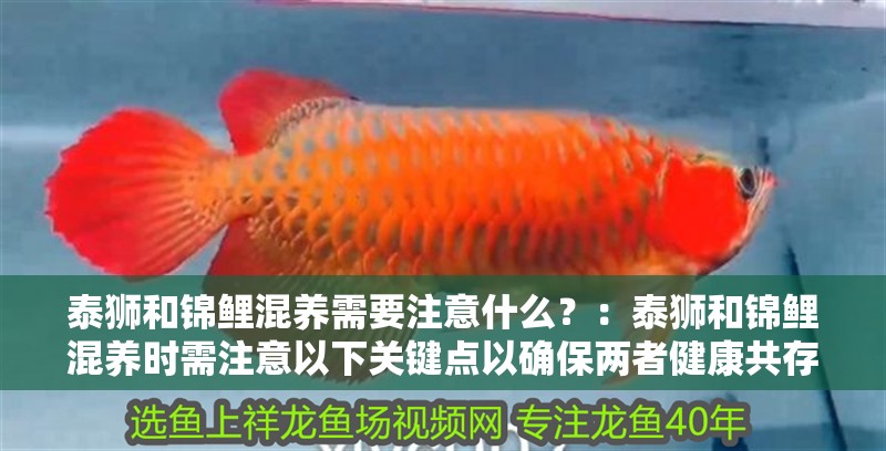 泰獅和錦鯉混養需要注意什么？：泰獅和錦鯉混養時需注意以下關鍵點以確保兩者健康共存