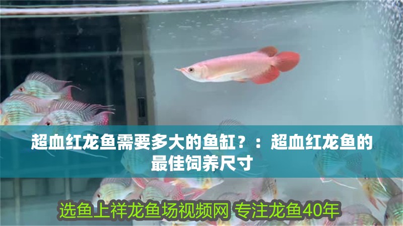 超血紅龍魚需要多大的魚缸？：超血紅龍魚的最佳飼養尺寸
