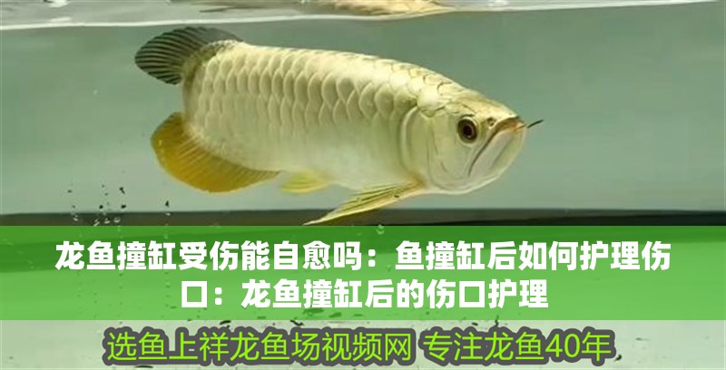 龍魚撞缸受傷能自愈嗎：魚撞缸后如何護理傷口：龍魚撞缸后的傷口護理