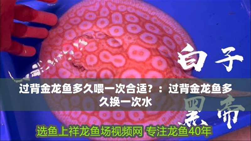 過(guò)背金龍魚(yú)多久喂一次合適？：過(guò)背金龍魚(yú)多久換一次水
