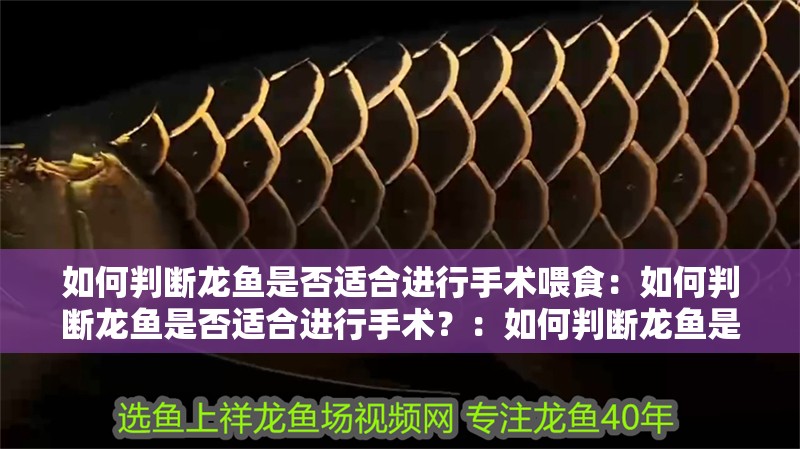 如何判斷龍魚是否適合進行手術喂食：如何判斷龍魚是否適合進行手術？：如何判斷龍魚是否適合做手術