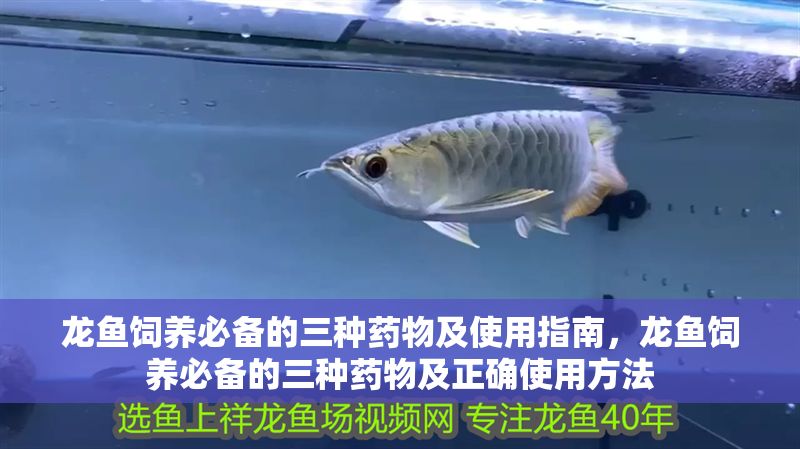 龍魚飼養必備的三種藥物及使用指南，龍魚飼養必備的三種藥物及正確使用方法