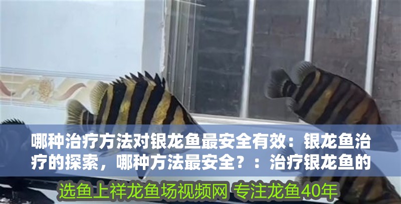 哪種治療方法對銀龍魚最安全有效：銀龍魚治療的探索，哪種方法最安全？：治療銀龍魚的方法
