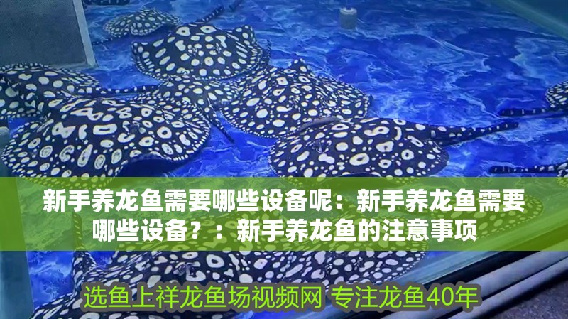 新手養龍魚需要哪些設備呢：新手養龍魚需要哪些設備？：新手養龍魚的注意事項
