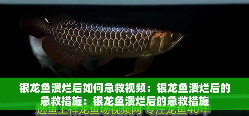 銀龍魚潰爛后如何急救視頻：銀龍魚潰爛后的急救措施：銀龍魚潰爛后的急救措施