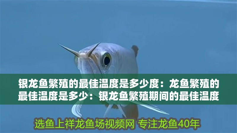 銀龍魚繁殖的最佳溫度是多少度：龍魚繁殖的最佳溫度是多少：銀龍魚繁殖期間的最佳溫度