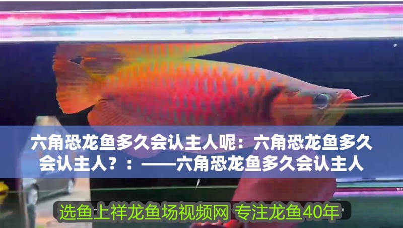 六角恐龍魚多久會(huì)認(rèn)主人呢：六角恐龍魚多久會(huì)認(rèn)主人？：——六角恐龍魚多久會(huì)認(rèn)主人