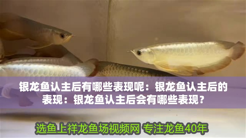 銀龍魚認主后有哪些表現(xiàn)呢：銀龍魚認主后的表現(xiàn)：銀龍魚認主后會有哪些表現(xiàn)？