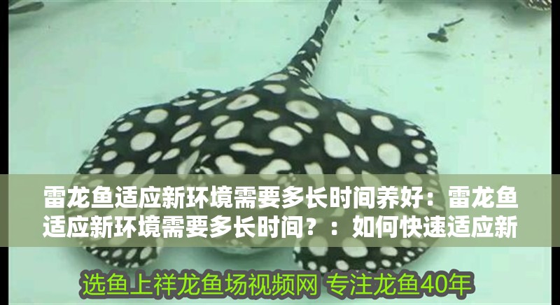 雷龍魚適應新環境需要多長時間養好：雷龍魚適應新環境需要多長時間？：如何快速適應新環境
