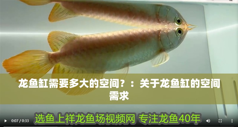 龍魚缸需要多大的空間？：關(guān)于龍魚缸的空間需求